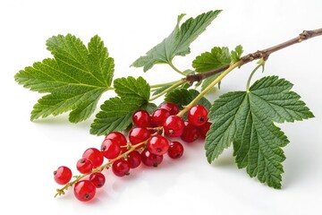 Fresh Red Currant Branch With Vibrant Green Leaves on White Generative AI