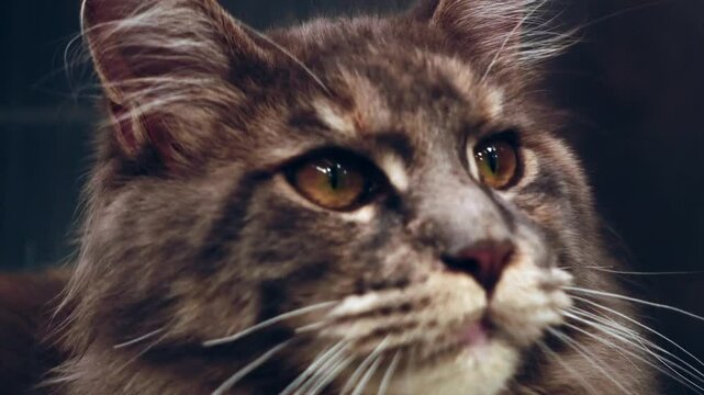 Bengala brown spotted cat portrait: close-up video of cat eyes winner of the most beautiful cat contest