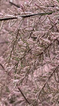 Tamarisk tree in full pink blossom, vertical video.