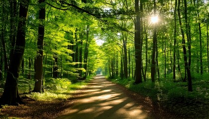 Fototapeta premium Camino bañado por el sol entre frondosos árboles verdes