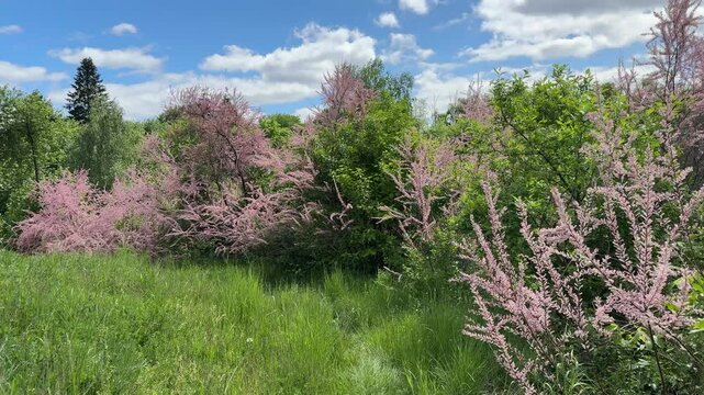 Blossoming pink tamarisk trees in meadow.