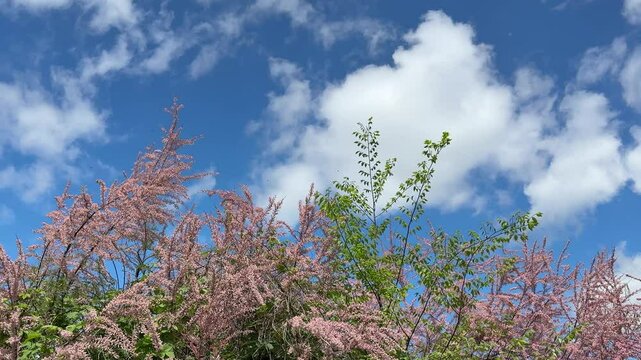 Tamarisk flowering pink plant against blue sky.