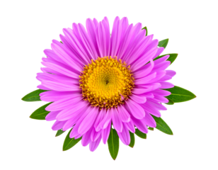 Aster Blume isoliert auf weißen Hintergrund 