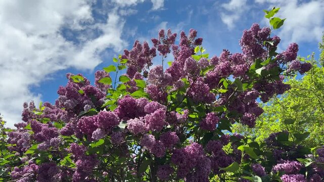 Lilac shrub pink purple blooms.