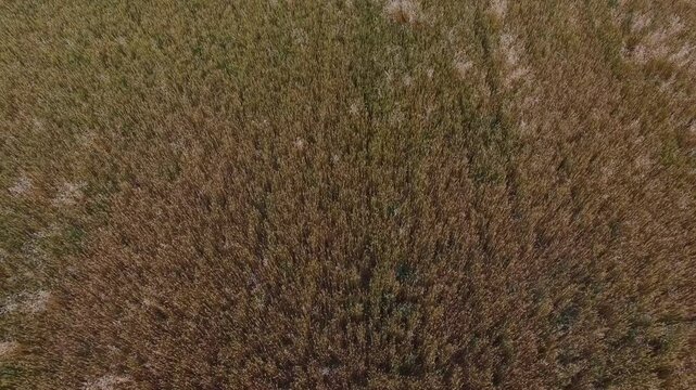 Aerial view of a wheat field or organic grain field