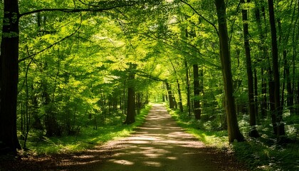 Fototapeta premium Camino bañado por el sol entre frondosos árboles verdes