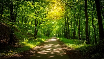 Obraz premium Camino bañado por el sol entre frondosos árboles verdes