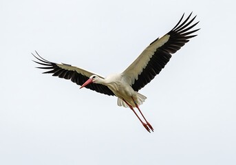 Fototapeta premium A stork with black and white feathers and a red beak is flying in the sky with its wings spread wide