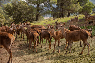 Deer herd on grassy hillside