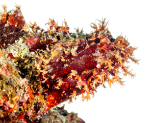 Red Orange Spiky Aquatic Creature Close Up