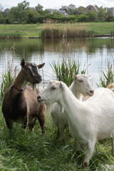 A group of goats graze in a meadow near a lake on a warm summer day. Farming concept. 