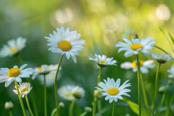 Obraz premium white daisy flowers in green field