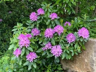 Rhododendron blüht rosa am Hang 