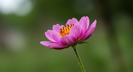 Obraz premium High-Resolution Macro Shot of a Beautiful Flower in Bloom