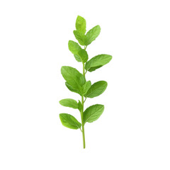 A sprig of vibrant green mint leaves isolated on transparent background