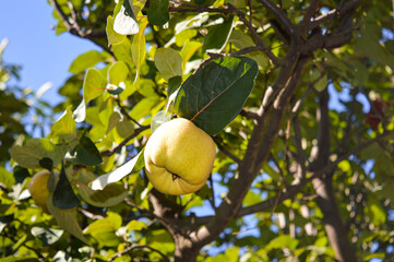Close-up of a hand picking a ripe quince fruit from a tree in a sunny garden. Perfect for illustrating harvest, organic farming, and healthy food concepts.