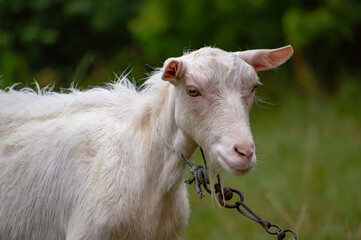 Obraz premium portrait of a white goat