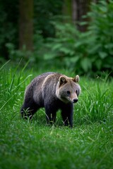 Obraz premium there is a brown bear walking through a grassy field