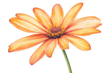 Obraz premium Isolated Water color flower on white or transparent background. 