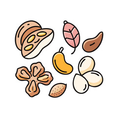 Assorted nuts and seeds illustration featuring almonds cashews walnuts and brazil nuts mix food