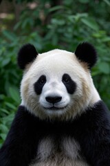 Obraz premium panda bear sitting on a rock in front of a forest