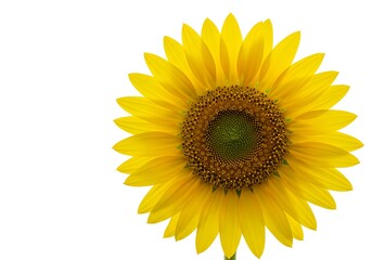 A bright yellow sunflower with a green and brown center isolated on a white background in a close up view