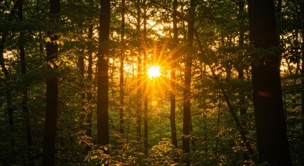 Obraz premium Sunset in a Forest with Golden Sunlight Beams