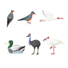 set of different birds