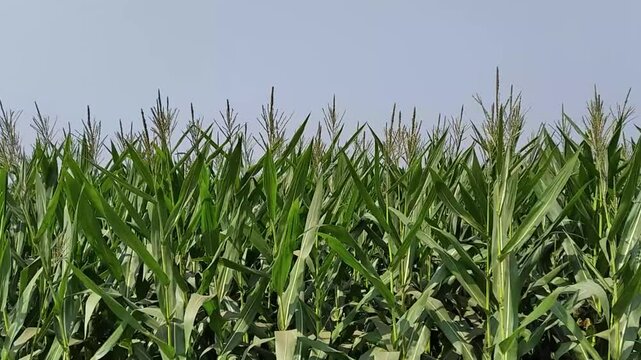 Maize zea mays corn grain crop agriculture plant farming field