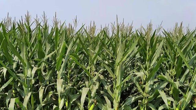 Maize zea mays corn grains crops plants agriculture farming field
