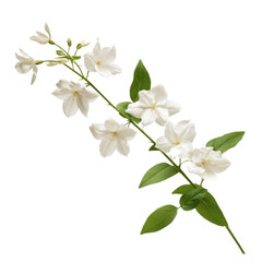 Fototapeta premium Jasmine Whisper isolated on transparent background .