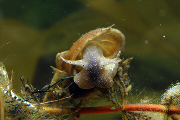 Great Pond Snail (Lymnaea stagnalis) underwater, crawling over aquatic vegetation, macro close-up, face to face. 
