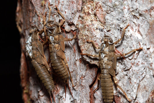 Several shed stonefly exoskeletons (Pteronarcys californica), clinging to a tree trunk, with the central exuvia in focus and the peripheral one in soft focus, macro close-up. 