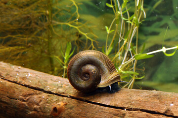 Ramshorn snail (Planorbella subcrenata) underwater, crawling on a log lying on the bottom of a pond, macro close-up.  © TroutFodder