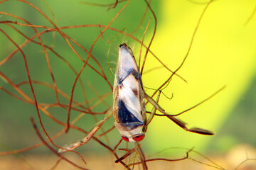 Adult Backswimmer (Notonecta kirbyi) underwater, resting on some aquatic vegetation, macro close-up. 