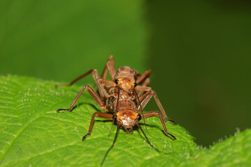 Male and female adult stoneflies (Hesperoperla pacifica), mating on a leaf beside a trout stream, macro close-up, face-on view. 