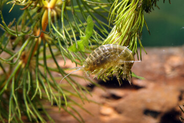 A freshwater scud (Gammarus lacustris) underwater, hiding out in aquatic vegetation macro close-up. 