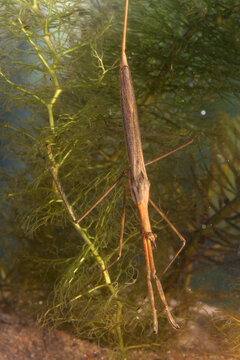 Adult Water Scorpion (Ranatra fusca) underwater, resting on some aquatic vegetation, macro close-up, portrait shot. 