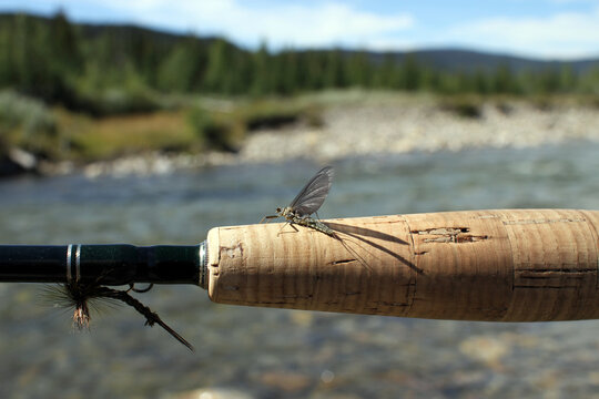 A fly rod held out in front of a trout stream, a Green Drake mayfly sits on the handle and a fly to imitate the bug is attached to the hook keeper, background out of focus. 