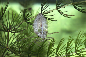 Shed exoskeleton (exuvia) from a juvenile Giant Water Bug (Lethocerus americanus) underwater, sitting on aquatic vegetation, macro close-up. 