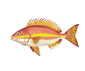 Fototapeta premium Victorian-style, colorful red sea bream fish with yellow stripes on the sides, on Png Format and Transparent Background