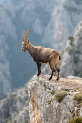 there is a goat standing on a rock with a mountain in the background