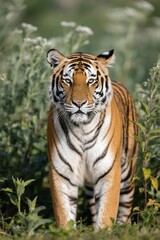 Obraz premium there is a tiger walking through the bushes in the wild