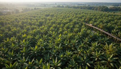Aerial View of a Lush Banana Plantation with a Wooden Walkway at Sunrise