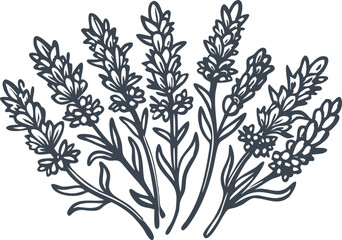 Botanical engraved illustration of lavender stems with blossoms, leaves, and roots in vintage herbarium style with organic texture

