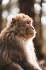 Fototapeta premium arafed monkey sitting in the woods looking up at something