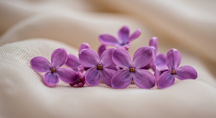 Obraz premium Lilac Blossoms on Soft Fabric - Delicate lilac blossoms rest gently on a soft, creamy fabric, symbolizing beauty, purity, spring, serenity, and new beginnings