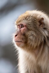 araffe looking up at something in the distance with a blurry background