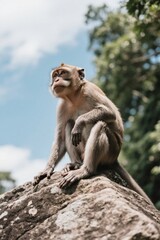 Fototapeta premium there is a monkey sitting on a rock with a sky background
