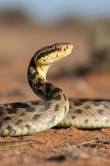 Fototapeta premium there is a snake that is laying on the ground